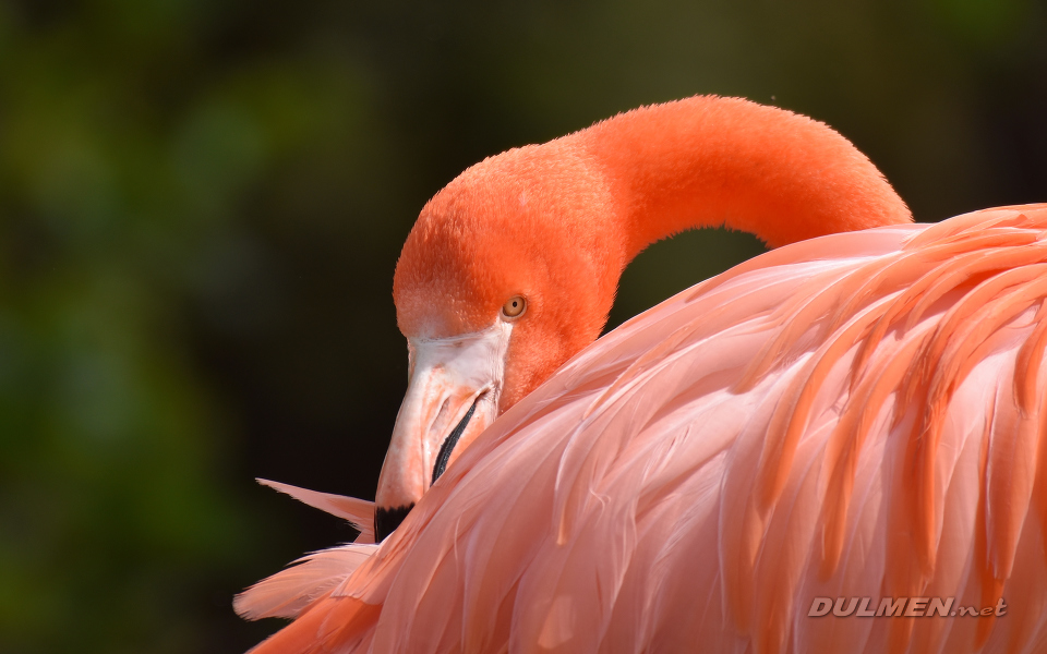 Greater Flamingo (Phoenicopterus roseus)